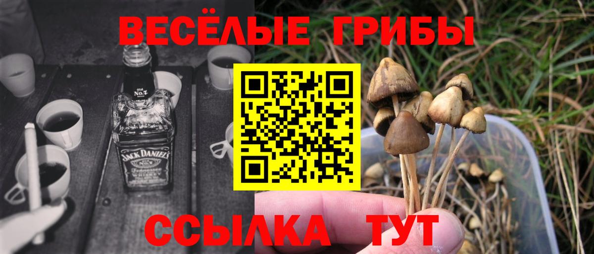 Алексин  Галлюциногенные грибы Cubensis  Вход с VPN 